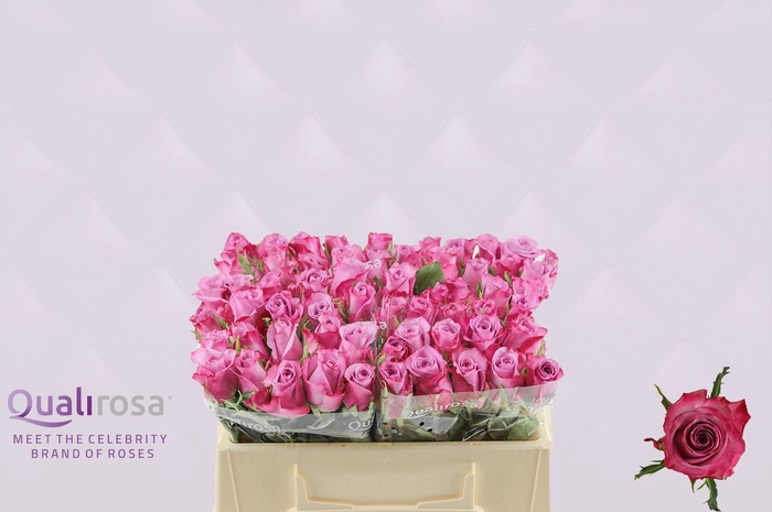 <h4>R Gr Deep Purple</h4>