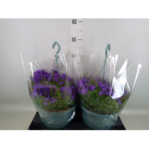 Campanula porten. 'Ambella Purple'