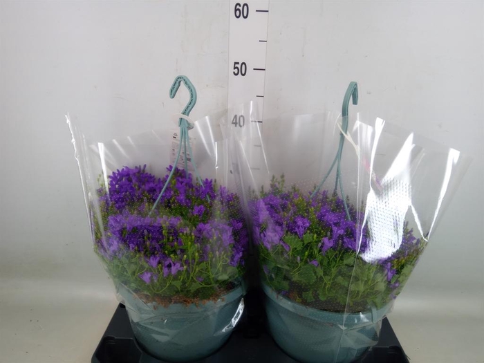 <h4>Campanula porten. 'Ambella Purple'</h4>