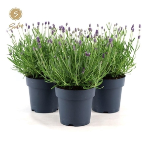 Lavandula ang. 'Felice'® Collection P15