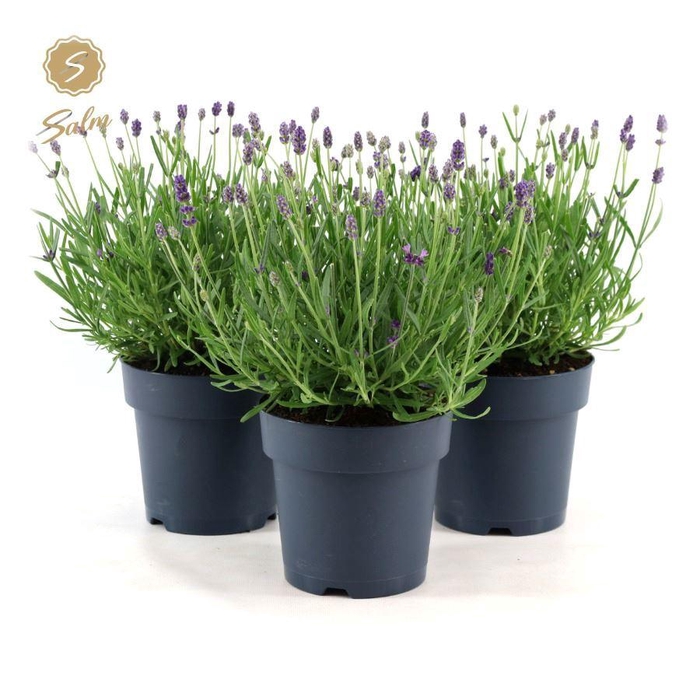 <h4>Lavandula ang. 'Felice'® Collection P15</h4>