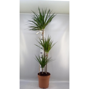Dracaena marg.