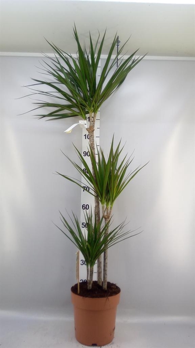 <h4>Dracaena marg.</h4>