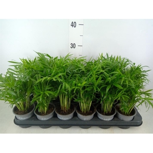Chamaedorea elegans
