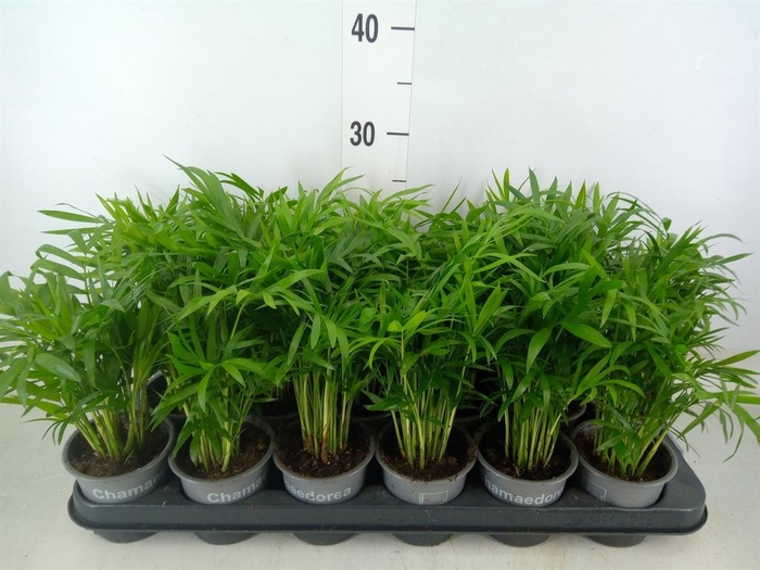 <h4>Chamaedorea elegans</h4>