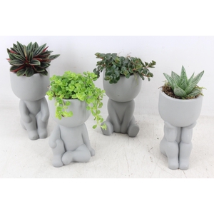 arr3 SN - Chillings grey x12