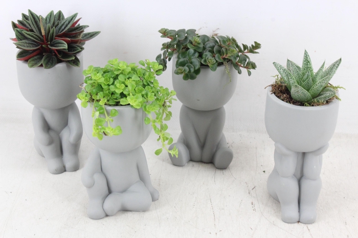 <h4>arr3 SN - Chillings grey x12</h4>