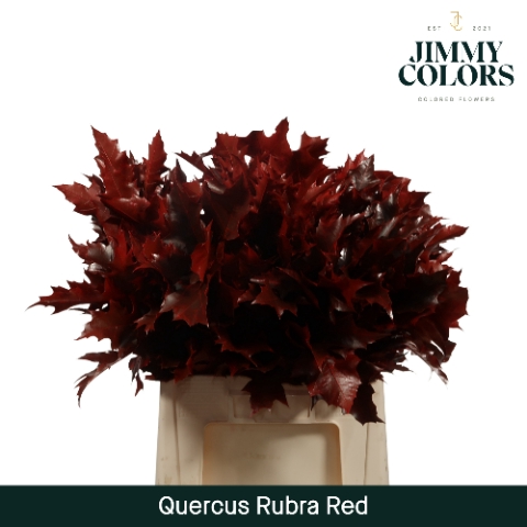 <h4>Quercus Rubra L60 Klbh. Red</h4>