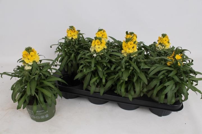 <h4>ERYS LEY LEMON GLOW</h4>