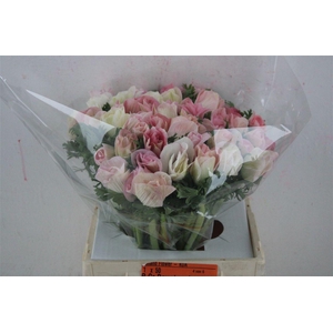 Anem Mistral Super Rosa Chiaro