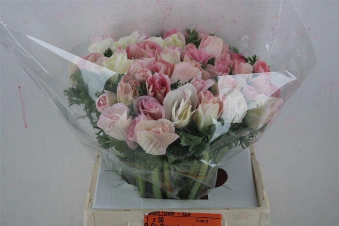 <h4>Anem Mistral Super Rosa Chiaro</h4>