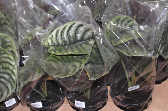 <h4>ALOCASIA CUPREA P15</h4>