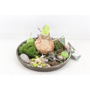 arr4 Amaryllis MB - Luxe schotel 1bol x4