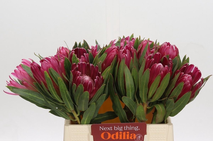 <h4>PROTEA BRENDA</h4>