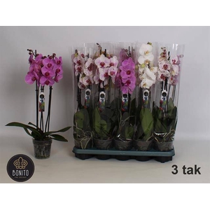 PHAL MIX 3 TAK