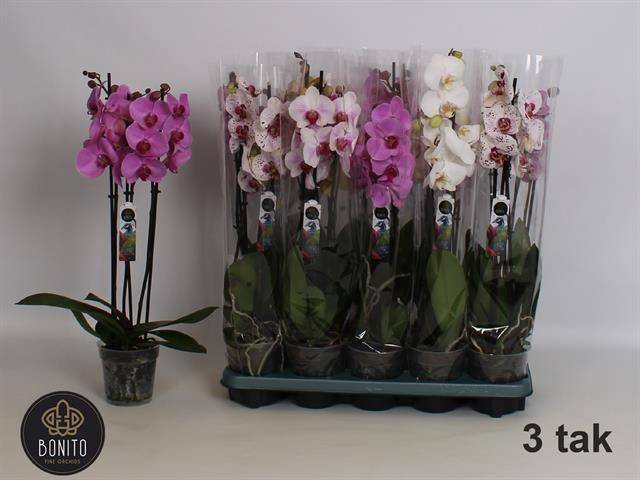 <h4>PHAL MIX 3 TAK</h4>