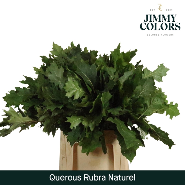 <h4>Quercus Rubra naturel L60 Naturel</h4>