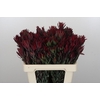Leucadendron Blush Spray