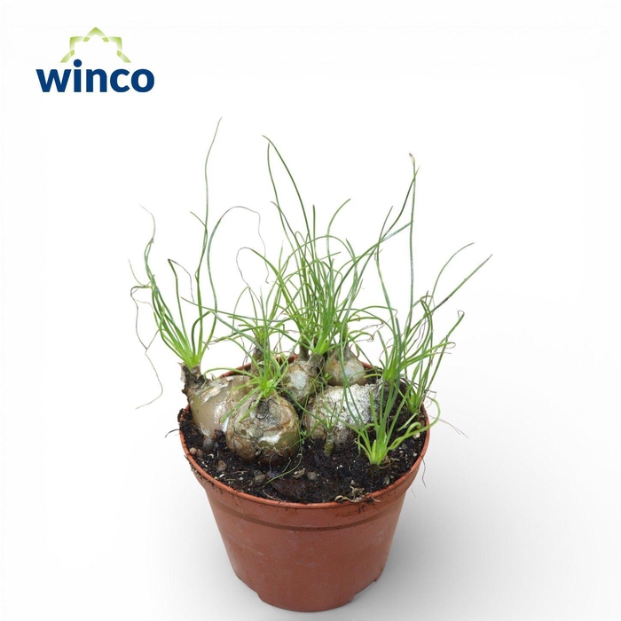 <h4>Albuca Humilis</h4>