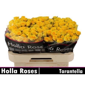 R Tr Tarantella