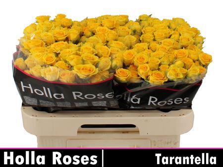 <h4>R Tr Tarantella</h4>