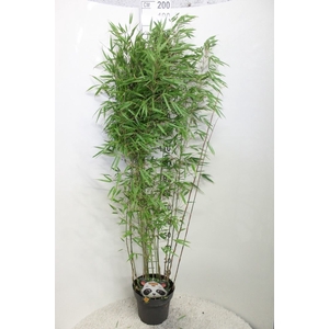 Fargesia rufa