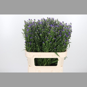 Aster Casamare