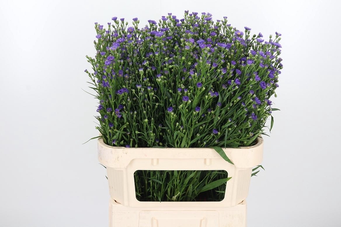 <h4>Aster Casamare</h4>