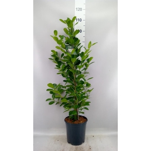 Ficus microcarpa 'Moclame'