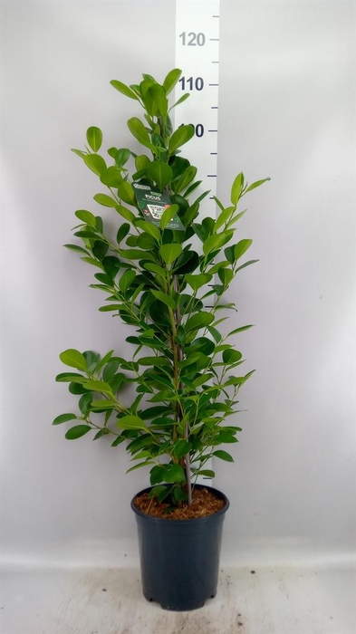 <h4>Ficus microcarpa 'Moclame'</h4>