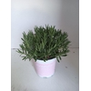 Lavandula angustifolia Rosea