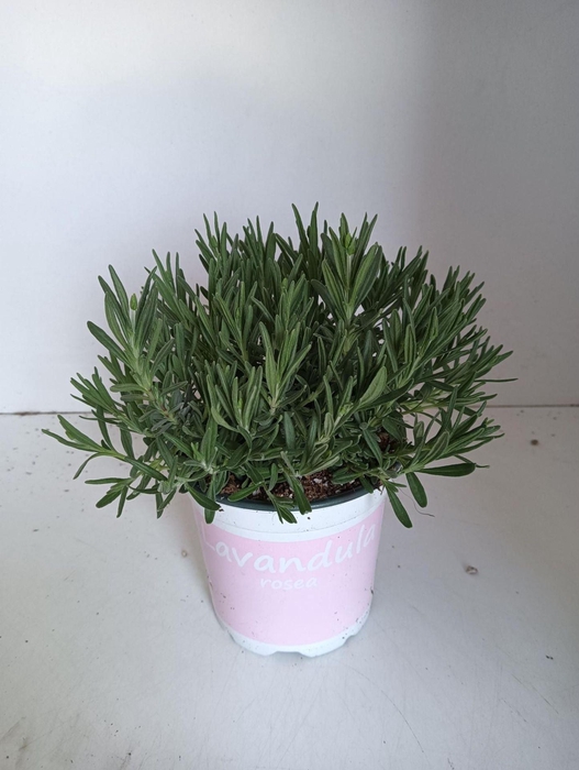 Lavandula angustifolia Rosea