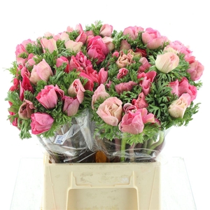 Anem Mistral Sr Pink Super