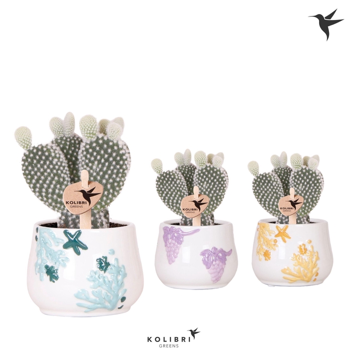 <h4>Kolibri Greens Opuntia white in Coral pot mix</h4>
