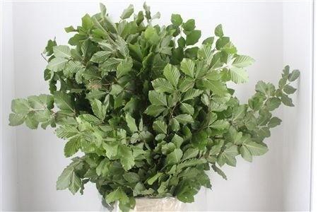 <h4>DECOGROEN OV BS</h4>