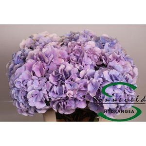 HYDRANGEA  'MARSEPEIN BLUE'