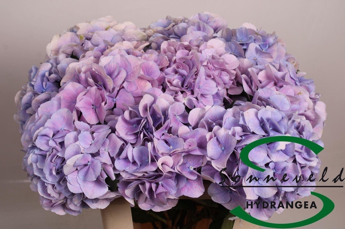 <h4>HYDRANGEA  'MARSEPEIN BLUE'</h4>