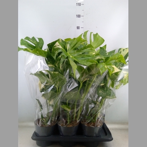 Monstera delic. 'Thai Constellatio'