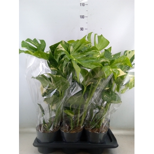 Monstera delic. 'Thai Constellatio'