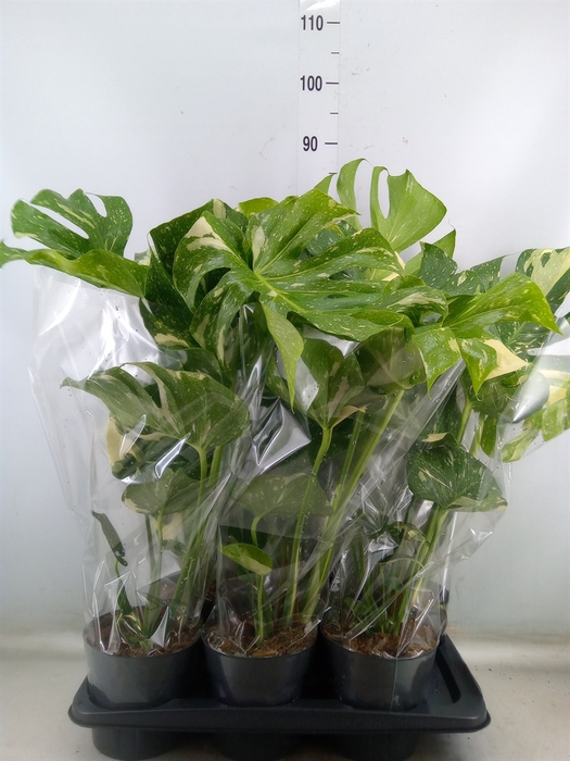 <h4>Monstera delic. 'Thai Constellatio'</h4>