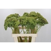 Ammi Visnaga Green Mist