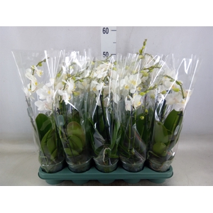 Phalaenopsis multi.   ...white