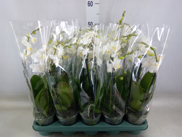 <h4>Phalaenopsis multi.   ...white</h4>