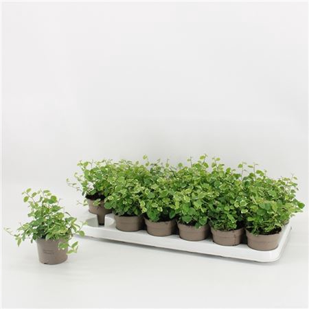<h4>Ficus Pumila White Sunny A2</h4>