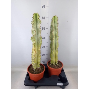 Euphorbia ingens 'Variegata'