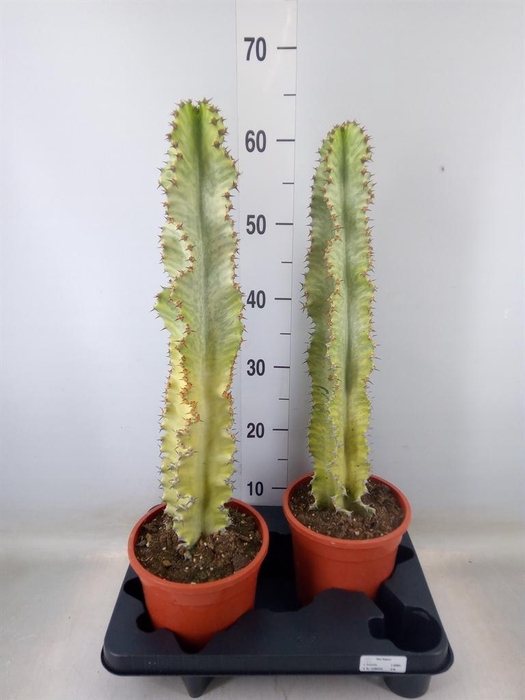 <h4>Euphorbia ingens 'Variegata'</h4>
