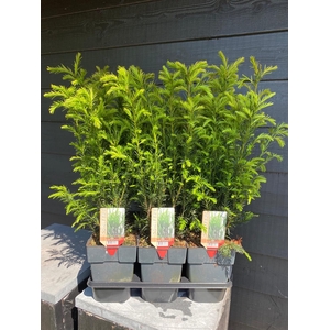 Taxus media 'Groenland' P17