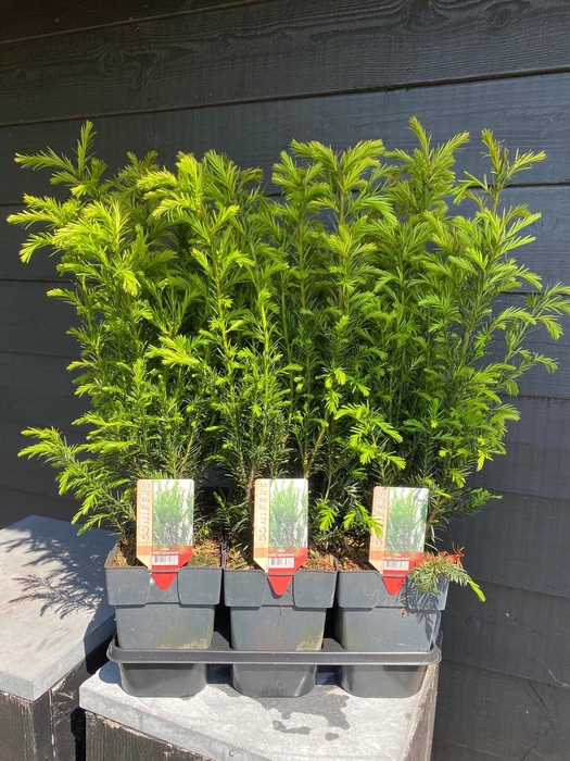 <h4>Taxus media 'Groenland' P17</h4>