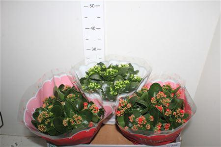 <h4>Kal Ge Gem 2 Kl</h4>