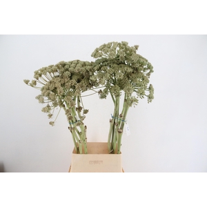 FOENICULUM VULGARE